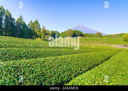 Immagine panoramica della splendida green tea plantation vicino a Mt. Fuji in day time sul cielo blu alla Prefettura di Shizuoka, Giappone. Foto Stock
