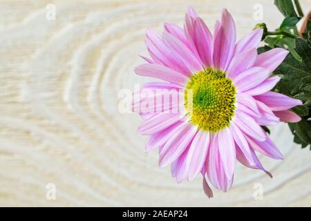Close-up di bella crisantemo fiore con petali di rosa bianca su sfondo di legno con copia spazio. Vista dall'alto. Foto Stock
