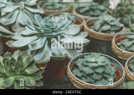 Abbondanza di piante succulente pentole sul tavolo di legno. Home garden Foto Stock