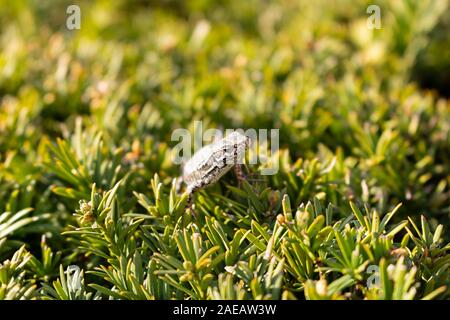 Close-up di una lucertola sull'erba Foto Stock