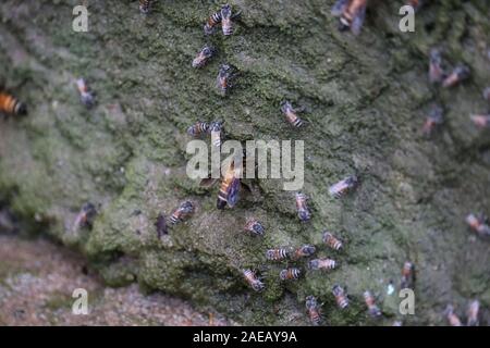 Le api di acqua potabile in estate.Uno sciame di api in volo su una bella giornata di sole Foto Stock