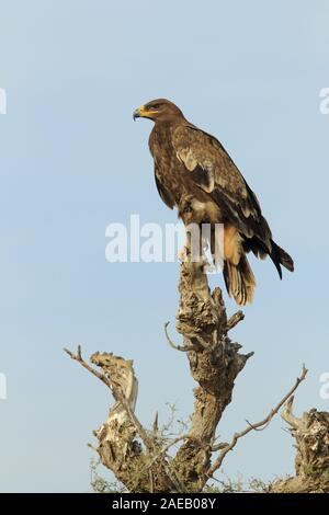 Uccelli rapaci in India Foto Stock