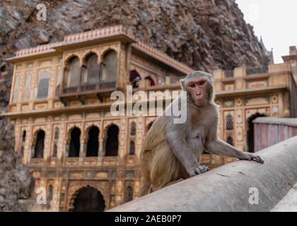 Un macaco rhesus si siede di fronte al Galtaji Monkey Temple, a breve distanza da Jaipur, in India del nord di stato del Rajasthan. Foto Stock