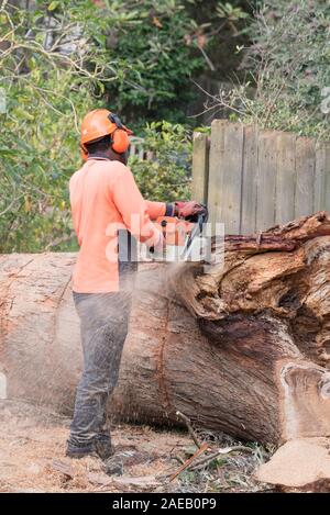 Sydney Aust Nov 26 2019: una improvvisa tempesta strappato attraverso la periferia a nord di Sydney scatto enormi alberi in corrispondenza della loro base. Questa è la pulizia di uno solo Foto Stock