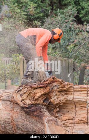 Sydney Aust Nov 26 2019: una improvvisa tempesta strappato attraverso la periferia a nord di Sydney scatto enormi alberi in corrispondenza della loro base. Questa è la pulizia di uno soltanto. Foto Stock