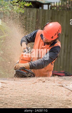 Sydney Aust Nov 26 2019: una improvvisa tempesta strappato attraverso la periferia a nord di Sydney scatto enormi alberi in corrispondenza della loro base. Questa è la pulizia di uno solo Foto Stock