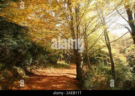 Grevolosa in legno di faggio. Barcellona. La Catalogna. Spagna Foto Stock