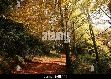 Grevolosa in legno di faggio. Barcellona. La Catalogna. Spagna Foto Stock