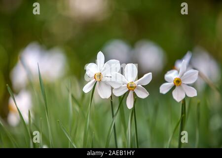 Narciso bianco fiori nel crescendo in estate parco con vegetazione verde sul backround sfocata. Foto Stock