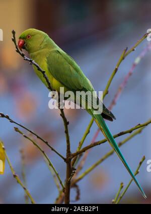 Psittacula krameri, un non-nativo parrot, ma che ha anche adattato alle Alpi. Foto Stock