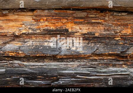Il vecchio muro di log. La texture della parete in legno di una vecchia casa. Close up. Foto Stock