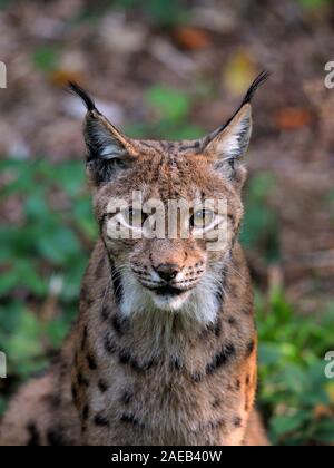 Lynx (Bayerischer Wald, Germania). Luchs (Bayerischer Wald, Deutschland). Foto Stock