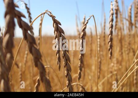 Un campo di grano maturo Foto Stock