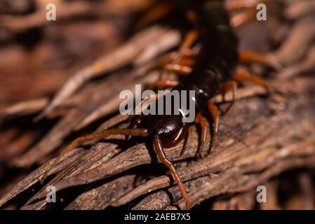 Nord Borneo foresta pluviale centipede rain forest wildlife chilopoda giftig gifttier Foto Stock