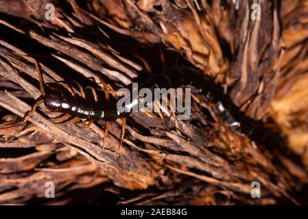 Nord Borneo foresta pluviale centipede rain forest wildlife chilopoda giftig gifttier Foto Stock