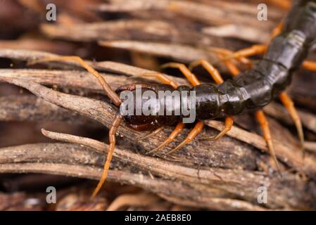 Nord Borneo foresta pluviale centipede rain forest wildlife chilopoda giftig gifttier Foto Stock