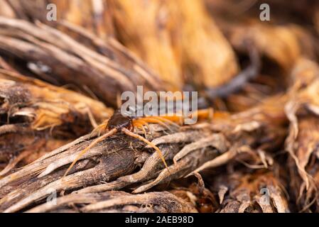 Nord Borneo foresta pluviale centipede rain forest wildlife chilopoda giftig gifttier Foto Stock