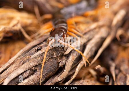 Nord Borneo foresta pluviale centipede rain forest wildlife chilopoda giftig gifttier Foto Stock