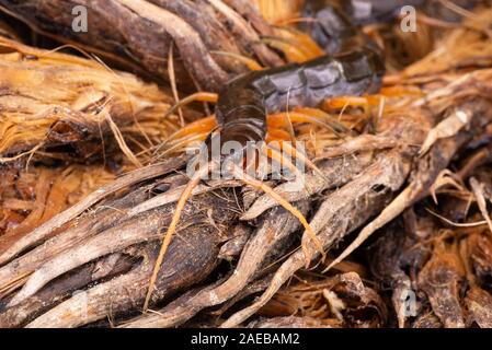 Nord Borneo foresta pluviale centipede rain forest wildlife chilopoda giftig gifttier Foto Stock