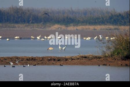 Nanchang, cinese della provincia di Jiangxi. L'8 dicembre, 2019. Gli uccelli migratori riposo a Nanji wetland Xinjian nel distretto di Nanchang, Cina orientale della provincia di Jiangxi, 8 dicembre, 2019. Credito: Peng Zhaozhi/Xinhua/Alamy Live News Foto Stock