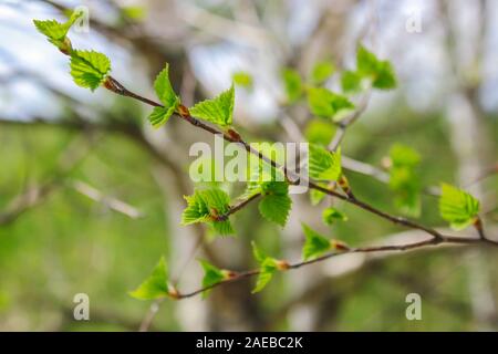 Fiore foglie su un ramo di betulla in primavera Foto Stock