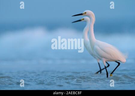 Una coppia di Snowy Egrets in piedi al surf. Foto Stock