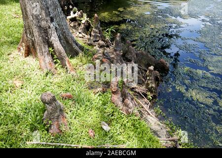 Le radici della palude cypress in prossimità di acqua che mostra le ginocchia o pneumatofori sopra di terra kissimmee florida usa Foto Stock