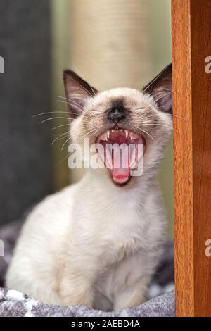 dieci si siede vicino alla porta e urla, aprendo la bocca larga. Foto Stock