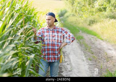 La mezza età caucasian contadino nel tappo di ispezione cornfield mais da qualche parte in Ucraina. Raccolto il concetto di cura Foto Stock