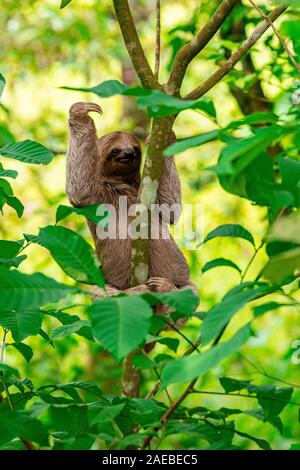 Marrone-throated il bradipo (Bradypus variegatus), presso il Parco Nazionale di Manuel Antonio, (Parque Nacional Manuel Antonio, Costa Rica Foto Stock