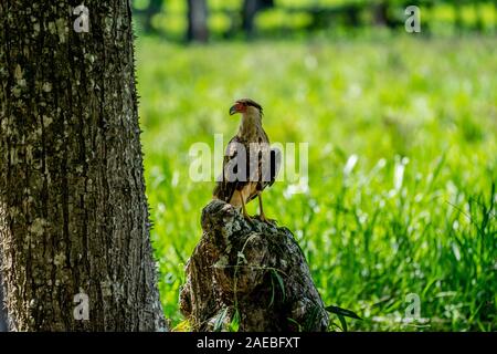 Northern crested caracara (Caracara cheriway) su una roccia. Questi grandi rapaci tendono ad essere decontaminanti di massa piuttosto che i cacciatori di antenna. Essi sono f Foto Stock