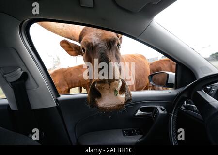 La testa di capra con le corna guardando dentro la finestra Auto in Mallorca lo zoo safari, Spagna Foto Stock