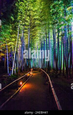 Boschetto di bambù illuminato di notte a Kodai-ji, Kyoto, Giappone Foto Stock