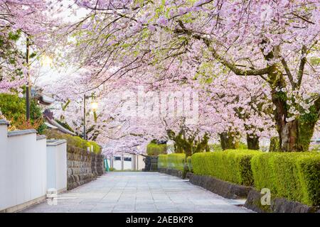 Fujinomiya, Shizuoka, Giappone stradine della città vecchia con la fioritura dei ciliegi in Primavera. Foto Stock