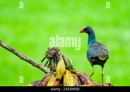 American Pollo Sultano (anche pollo sultano) (Porphyrio martinica) visualizzazione vivacemente colorato ali. Fotografato in Costa Rica Foto Stock