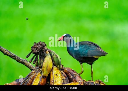 American Pollo Sultano (anche pollo sultano) (Porphyrio martinica) visualizzazione vivacemente colorato ali. Fotografato in Costa Rica Foto Stock