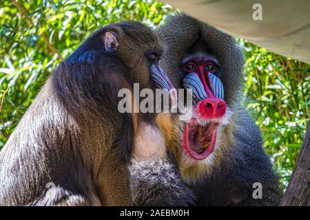 Mandrills maschio all'Audubon Zoo di New Orleans, Louisiana Foto Stock