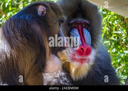 Mandrills maschio all'Audubon Zoo di New Orleans, Louisiana Foto Stock