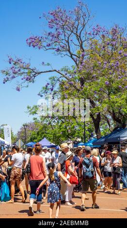 Alberi di jacaranda in piena fioritura durante il Rotary Jacaranda Festival 2019 a Ardross St Applecross Village Perth Western Australia. Foto Stock