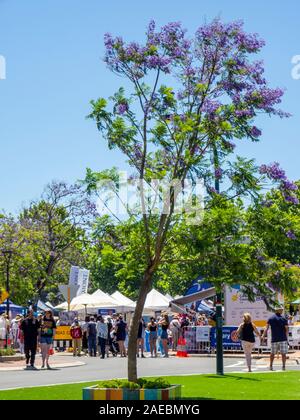 Alberi di jacaranda in piena fioritura durante il Rotary Jacaranda Festival 2019 a Ardross St Applecross Village Perth Western Australia. Foto Stock