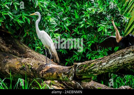 Airone bianco maggiore (Ardea alba) in Costa Rican rainforest Foto Stock