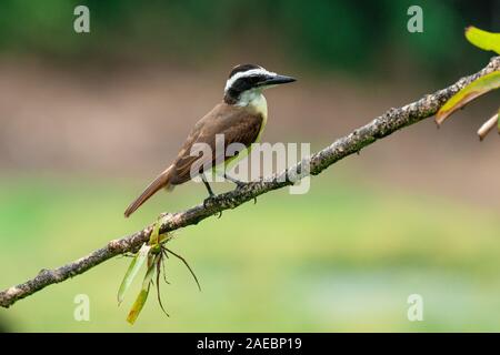 Grande kiskadee su un ramo. Il grande kiskadee (Pitangus sulfuratus) è un grande tiranno flycatcher che si trova dalla parte inferiore della Rio Grande Valley in s Foto Stock