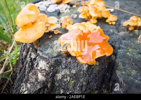 Woodtuft inguainato, giallo funghi crescono su un vecchio ceppo, close-up foto con messa a fuoco selettiva Foto Stock