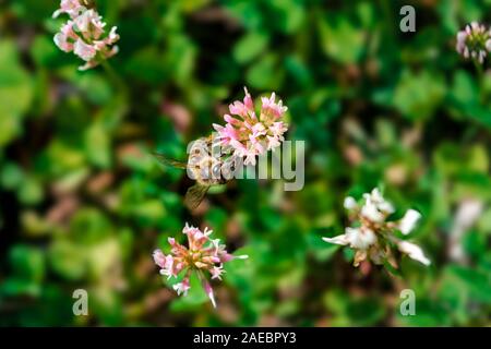 Un grande shaggy bumblebee raccoglie il nettare da un fiore. Close-up. Foto Stock