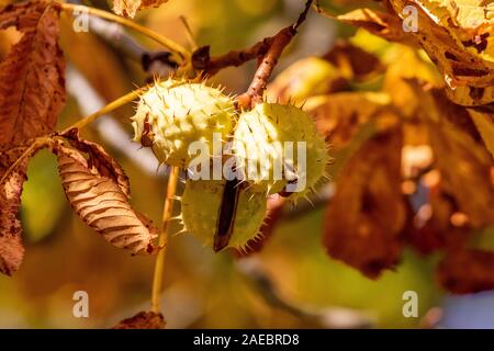 Close-up di ripe ippocastano con open spinoso guscio esterno su un albero di castagno in autunno con foglie di giallo Foto Stock