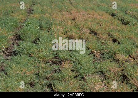 Ceci farm field, ceci pod con green giovani piante nel campo di fattoria Foto Stock