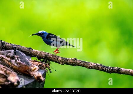 Red-gambe (honeycreeper Cyanerpes cyaneus) maschio. Questo piccolo songbird è trovato nei tropichi dal Messico meridionale a Sud America settentrionale. È fo Foto Stock