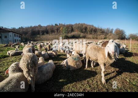 Pastori nel nord Italia, Dicembre 2019 Foto Stock