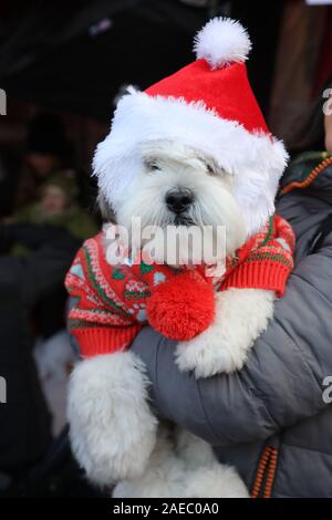 Londra, Regno Unito. 8 dicembre 2019. Badsy il Lhasa Apso a tutti i cani questione Santa Paws Fiera di Natale, Hampstead, Londra. La carità fu tenuta la sua annuale fiera di Natale presso il Garden Gate pub di Hampstead per raccogliere fondi per il suo lavoro rehoming e salvataggio cani. Per maggiori informazioni consultare il sito www.alldogsmatter.co. Credito: Paul Brown/Alamy Live News Foto Stock
