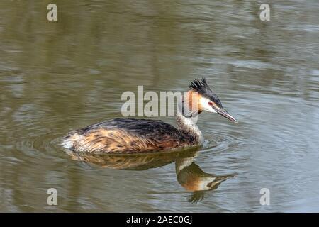 Haubentaucher (Podiceps cristatus) Svasso maggiore • Bayern, Deutschland Foto Stock